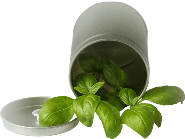basil