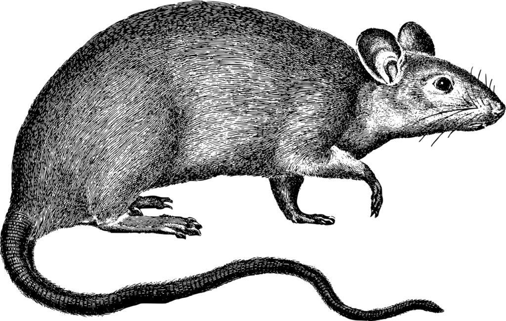 חולדה איור